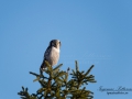 Sperbereule_hokuggla_owl_ipnaturfoto_se_dalsland_rf132