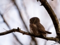 uggla_sparvuggla_pygmy_owl_sperlingskauz_ipnaturfoto_se_rf162