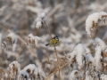 blames_bluetit_tit_vass_sno_ipnaturfoto_se_ft447