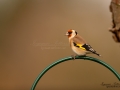 goldfinch_ipnaturfoto_se_steglits_vivara_cjwildlife_fagelmatning_ft539