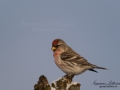 grasisika_ipnaturfoto_Acanthis_flammea_fink_bird_ft443