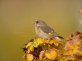 gronfink_greenfinch_Grünfinken_ipnaturfoto_se_ft403