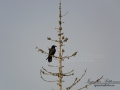 korp_ipnaturfoto_se_Kolkraben_raven_ft406