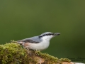 notvacka_nuthatch_bird_fagel_tradgard_ipnaturfoto_se_ft449