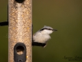 nuthatch_fagelmatning_vivara_cjwildlife_notvacka_Sitta_europaea_ipnaturfoto_se_ft537