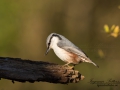 nuthatch_notvacka_ipnaturfoto_se_ft402