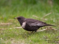 ring_ouzel_ringtrast_ipnaturfoto_se_turdus_torquatus_ft423