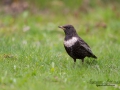 ring_ouzel_ringtrast_ipnaturfoto_se_turdus_torquatus_ft424