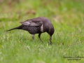 ring_ouzel_ringtrast_ipnaturfoto_se_turdus_torquatus_ft425