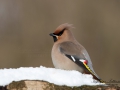 sidensvans_ipnaturfoto_se_Bohemian_waxwing_ft410