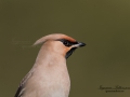 sidensvans_ipnaturfoto_se_Bohemian_waxwing_ft414