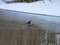 stromstare_dippers_die_Wasseramsel_ipnaturfoto_se_ft408