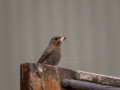 svart_rodstjart_Uddevalla_ipnaturfoto_black_redstart_hona_ft508