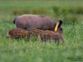 forskning_slu_gps_halsband_svinpest_afrikansk_svinpest_jakt_bokar_Wildschwein_vildsvin_host_wildboar_ipnaturfoto_se_Sus_scrofa_vs70