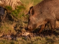 jakt_bokar_Wildschwein_vildsvin_host_wildboar_ipnaturfoto_se_Sus_scrofa_vs59