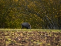 jakt_hunting_Wildschwein_vildsvin_host_wildboar_ingemar_pettersson_Sus_scrofa_vs49