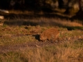 kulting_bokar_Wildschwein_vildsvin_host_wildboar_ipnaturfoto_se_Sus_scrofa_vs60