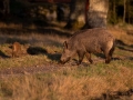 sugga_bokar_Wildschwein_vildsvin_host_wildboar_ipnaturfoto_se_Sus_scrofa_vs62