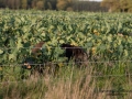 vildsvin_elstangsel_skador_wildboar_boar_ipnaturfoto_se_vs46