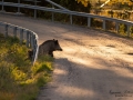 viltolycka_trafikfara_hunting_Wildschwein_vildsvin_host_wildboar_ingemar_pettersson_Sus_scrofa_vs53