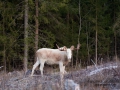 alg_vit_ipnaturfoto_se_white_moose_elce_va261