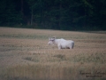 elch_alces_jordbruk_spannmal_ipnaturfoto_sagoalg_whitemoose_white_moose_vitalg_vit_alg_va310