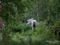 elch_leucism_alg_algjakt_albino_whitemoose_white_moose_spirit_moose_ipnaturfoto_vit_alg_vitalg_va326