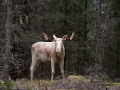 ingemar_pettersson_ipnaturfoto_se_moose_vit_alg_va274