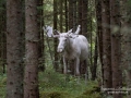 ipnaturfoto_se_white_moose_whitemoose_spiritmoose_sagoalg_alg_alces_vit_alg_vitalg_va318