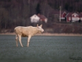 jordbrukslandskap_white_moose_vit_alg_tjur_algjakt_jakt_ipnaturfoto_se_va470