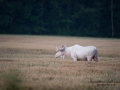 lantbruk_vitalg_alg_spiritmoose_whitemoose_white_moose_ipnaturfoto_ingemar_vit_alg_va306