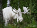 moose_spirit_moose_elch_varmland_ingemar_pettersson_sagoalg_leucism_albinoalg_spiritmoose_whitemoose_va324