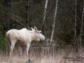 moose_tjur_vit_alg_leucism_ipnaturfoto_va401