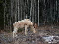 vit_alg_alces_whitemoose_moose_ipnaturfoto_se_va263