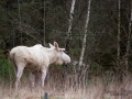 vit_alg_ipnaturfoto_se_whitemoose_sweden_va357