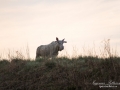 vit_alg_ipnaturfoto_se_whitemoose_sweden_va_spiritmoose_373