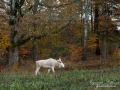 vit_alg_leucism_albino_spirit_moose_vitalg_whitemoose_elch_alces_ingemar_pettersson_bohuslan_va347