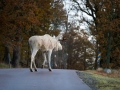 vit_alg_leucism_albino_spirit_moose_vitalg_whitemoose_elch_alces_ingemar_pettersson_bohuslan_va350