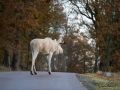 vit_alg_leucism_albino_spirit_moose_vitalg_whitemoose_elch_alces_ingemar_pettersson_bohuslan_va351