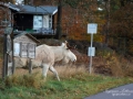 vit_alg_leucism_albino_spirit_moose_vitalg_whitemoose_elch_alces_vasttrafik_busshuallplats_bohuslan_va349