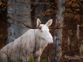 vit_alg_moose_white_moose_sago_alg_ipnaturfoto_va334