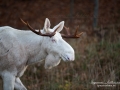 vit_alg_moose_white_moose_sago_alg_ipnaturfoto_va339