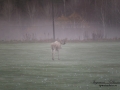 vit_alg_spirit_moose_white_moose_ingemar_pettersson_tjur_ipnaturfoto_se_golf_drivingrange_torreby_golf_player_va343