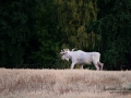 vit_alg_unicorn_white_moose_weißer_Elch_Sverige_munkedal_ipnaturfoto_se_va442