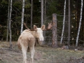 vit_alg_white_moose_ipnaturfoto_se_ingemar_pettersson_va268