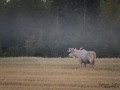 vit_alg_white_moose_weißer_Elch_leucism_albino_spannmal_va428