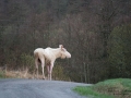 vitalg_elch_whitemoose_white_moose_alces_leucism_albino_ipnaturfoto_se_va404