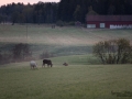 weißer_Elch_white_moose_vit_alg_jordbrukslandskap_dimma_ipnaturfoto_seva416