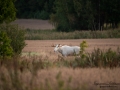 whit_moose_alces_svensk_jakt_ipnaturfoto_leucism_albino_spiritmoose_moose_elch_ipnaturfoto_se_va464