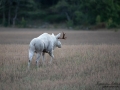 white_moose_alces_svensk_jakt_ipnaturfoto_leucism_albino_spiritmoose_moose_elch_ingemar_pettersson_va461